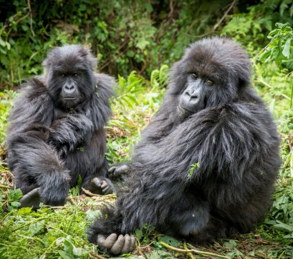 2025/08/Gorillas-inbreeding.jpg
