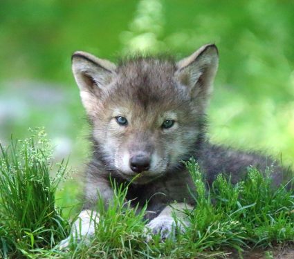 2025/08/Wolf-pups-1.jpg