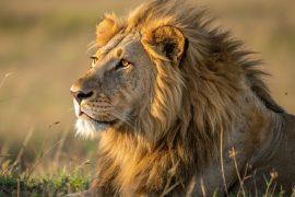 2025/08/World-Lion-Day-.jpg