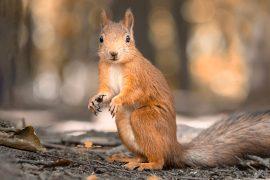 2025/08/forest-seed-dispersing-animals.jpg