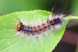 2025/08/CO2-insect-reproduction.jpg