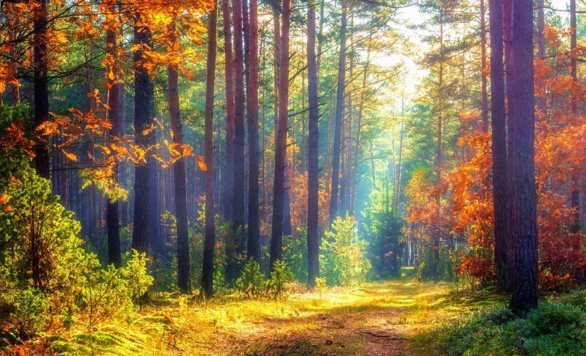 Trees get a boost from diverse neighbors, especially in wet forests