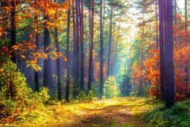 2025/08/Forest-biodiversity-.jpg