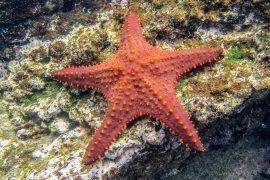 2025/08/Starfish-disease.jpg