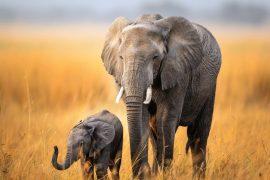2025/08/World-Elephant-Day-.jpg
