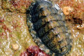 2025/08/Chiton-teeth.jpg