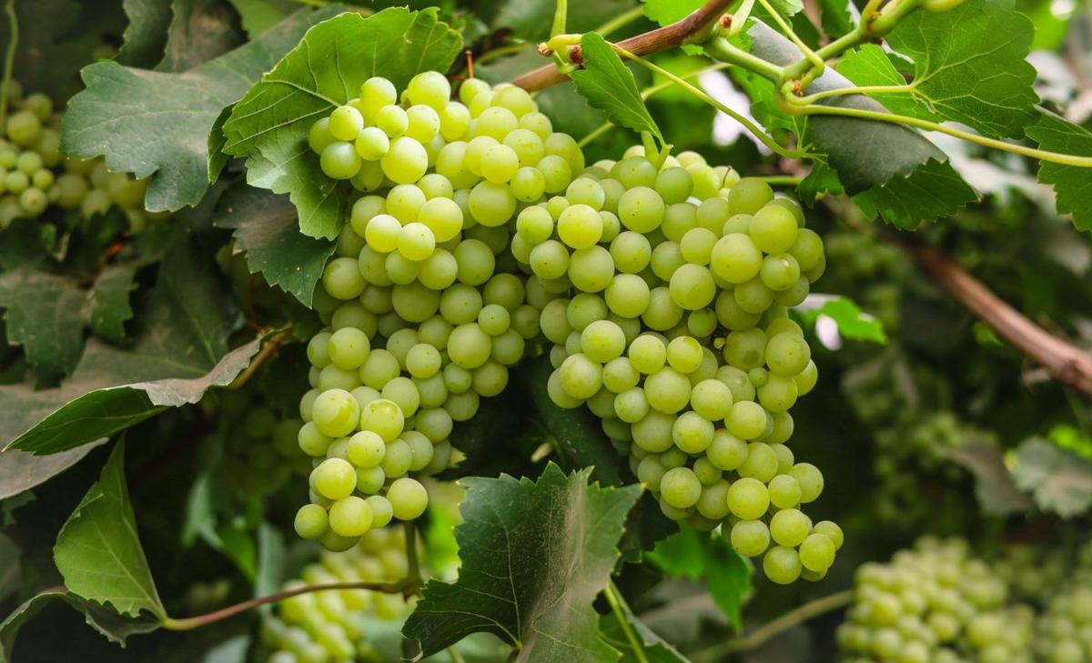 Grapevines could offer a breakthrough alternative to plastic packaging
