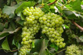 2025/08/grapevines.jpg