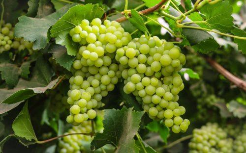 2025/08/grapevines.jpg
