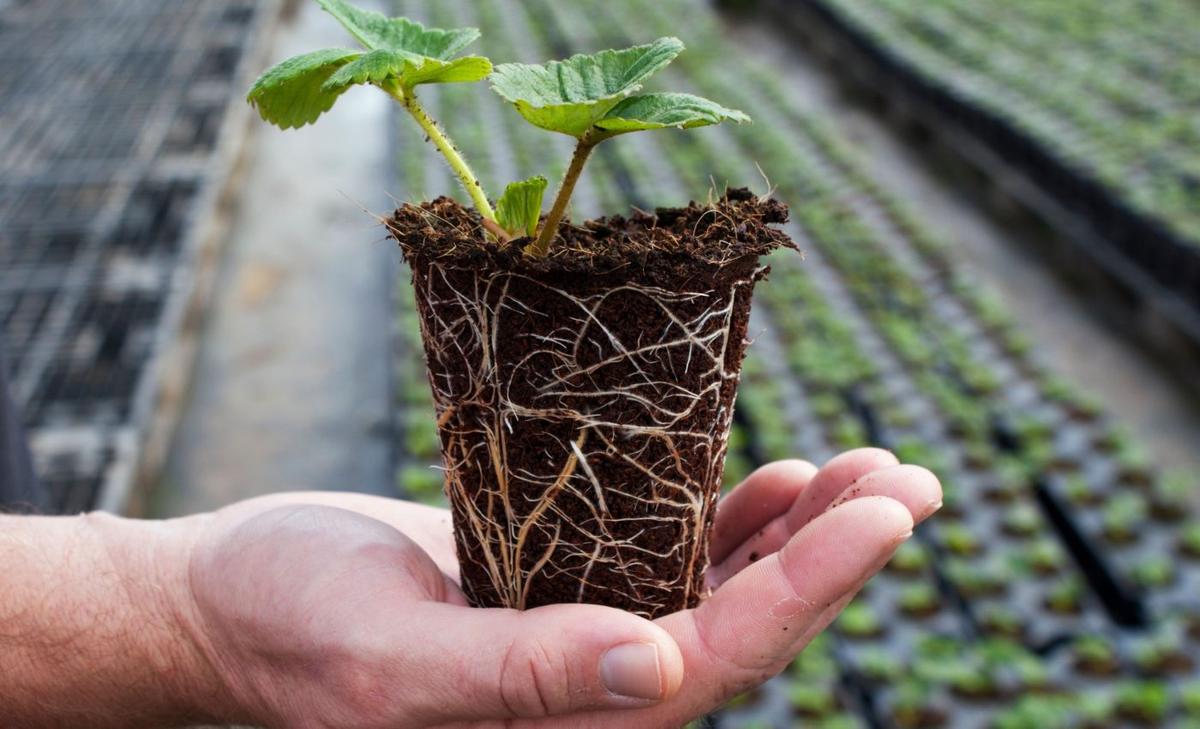 Plant roots rewire themselves to fight drought