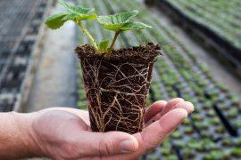 2025/08/plant-roots.jpg