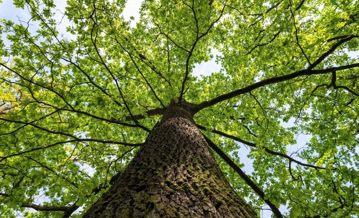 One trillion microbes can live in a single tree
