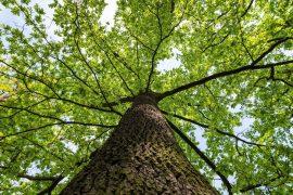 2025/08/Tree-microbes.jpg