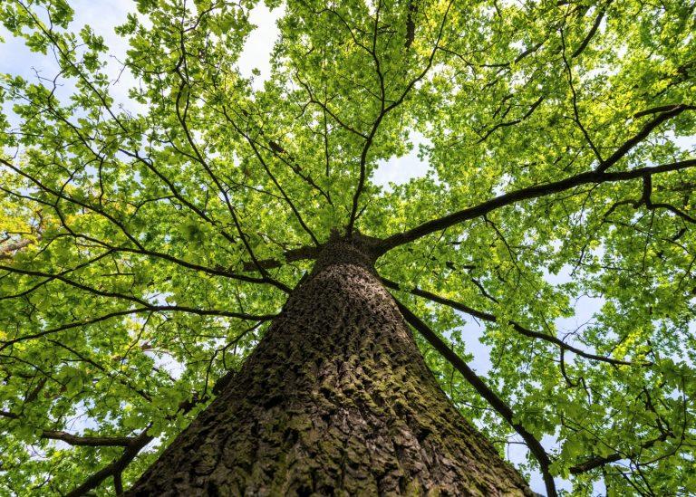 2025/08/Tree-microbes.jpg