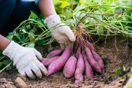 2025/08/Complex-sweetpotato-DNA-finally-decoded.jpg