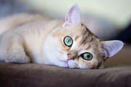 2025/08/Cat-dementia.jpg