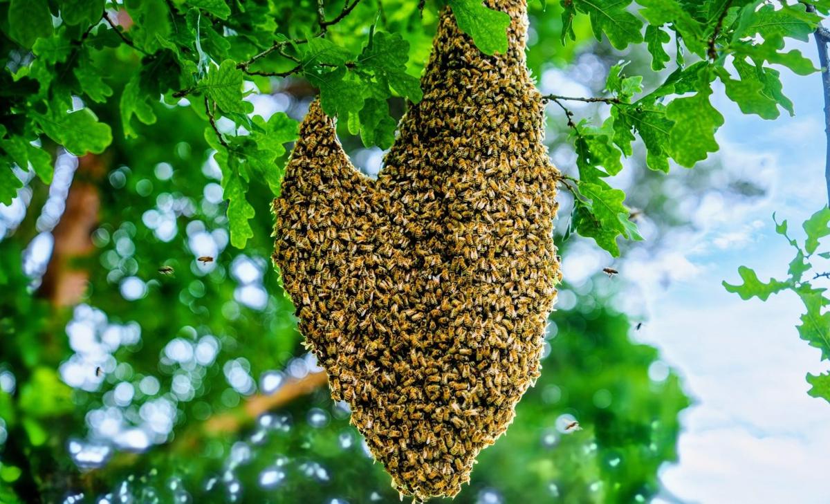 Hidden bee viruses change how far and fast they fly
