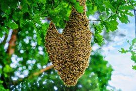 2025/08/Bee-viruses.jpg