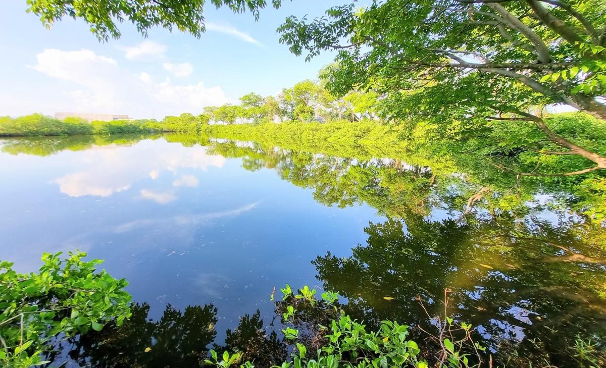 Lakes with vegetated edges are powerful carbon sinks
