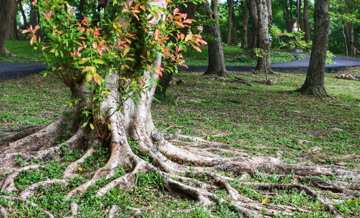 Plant roots use a chemical code to fight stress and share resources