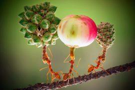 2025/08/Weaver-ants.jpg