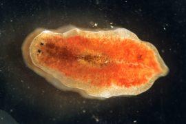 2025/08/Worms-mental-health-drug.jpg