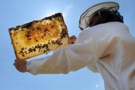 2025/08/Honey-Bee-Day.jpg