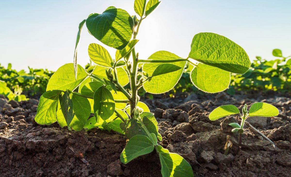 Do soybean plants have a memory? Scientists think so
