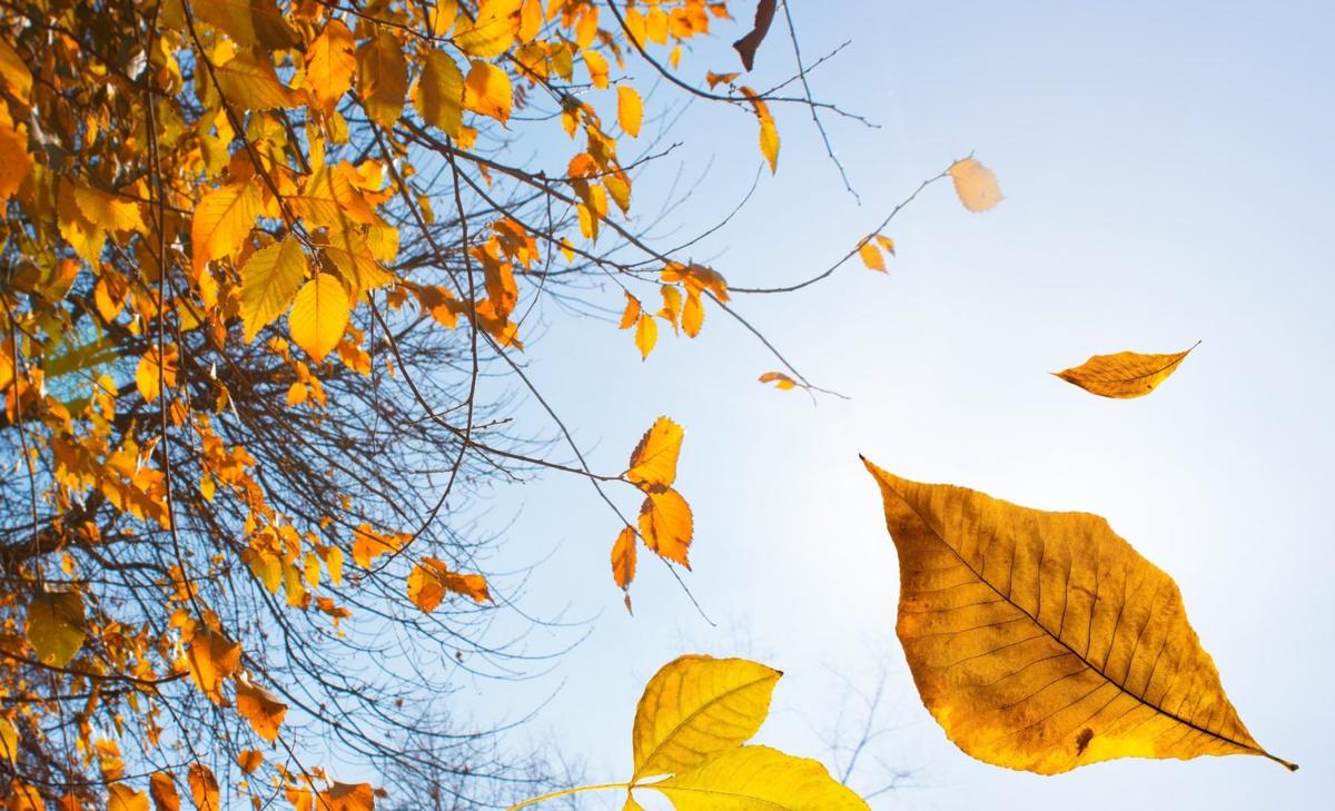 Drought triggers early autumn by forcing leaves to fall