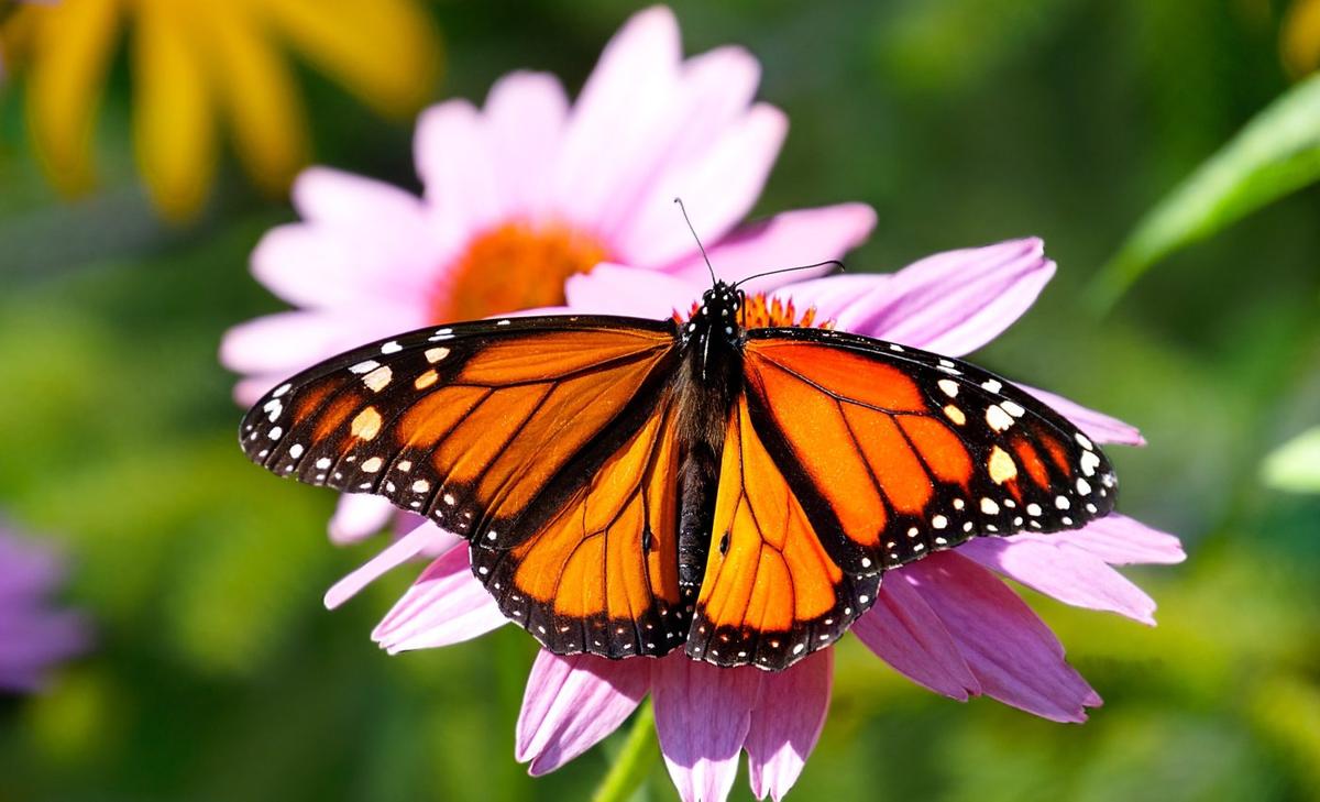 Monarch butterflies have a built-in compass that flips when it's cold, disrupting migration