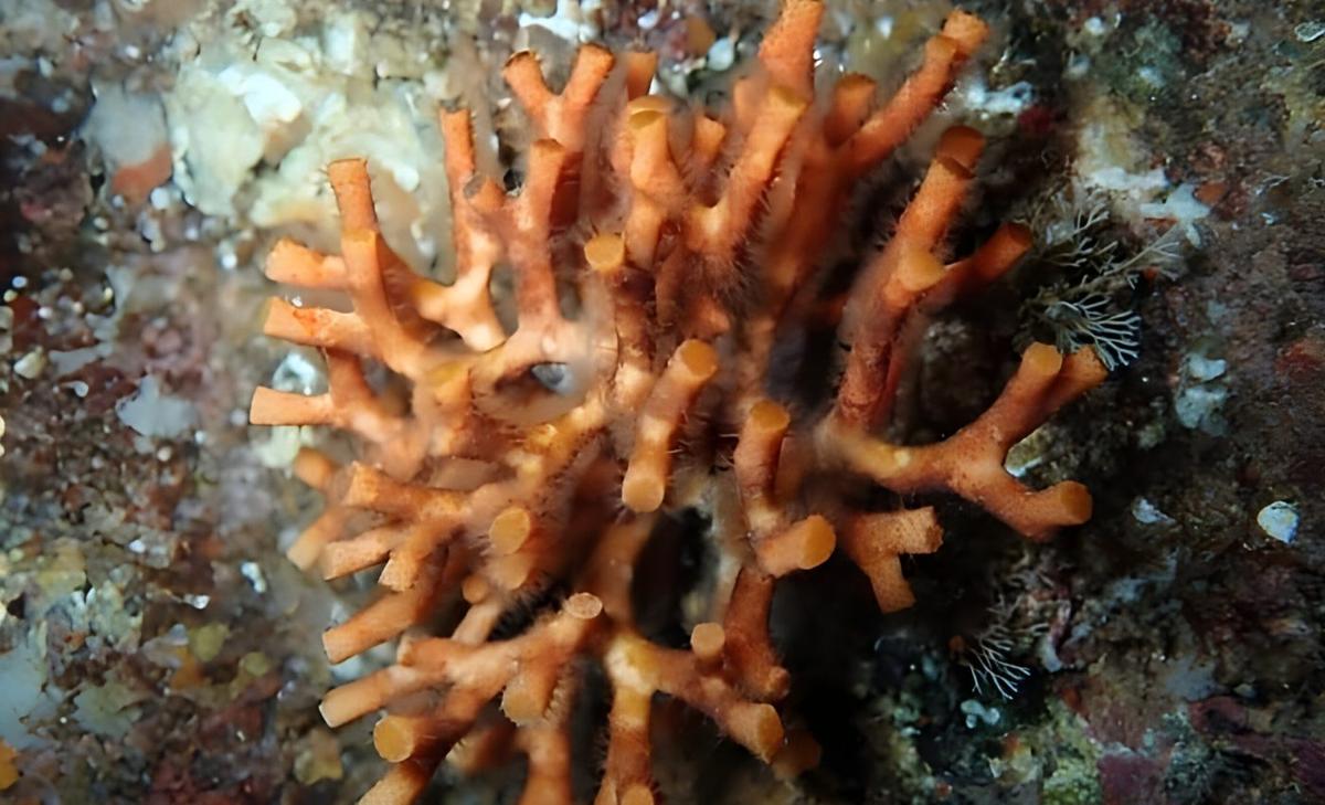 'Ocean architects’ expose hidden threats of climate change