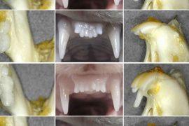 2025/08/end-of-dentures-regenerated-teeth.jpg