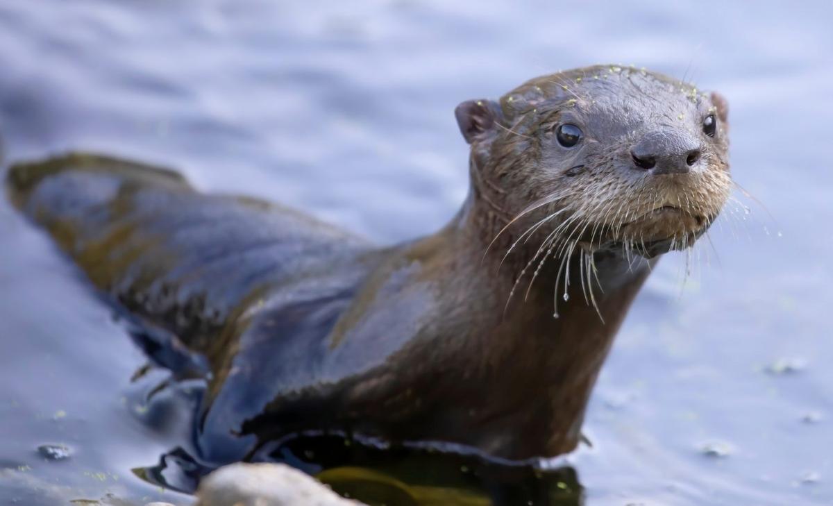 What river otter poop reveals about life in Chesapeake Bay
