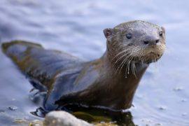 2025/08/Otter-poop.jpg