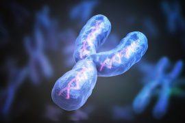 2025/08/Y-chromosome-heart.jpg