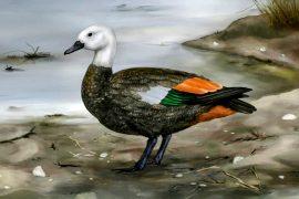 2025/08/Rekohu-shelduck.jpeg