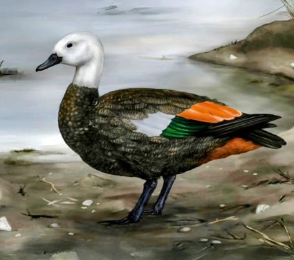2025/08/Rekohu-shelduck.jpeg