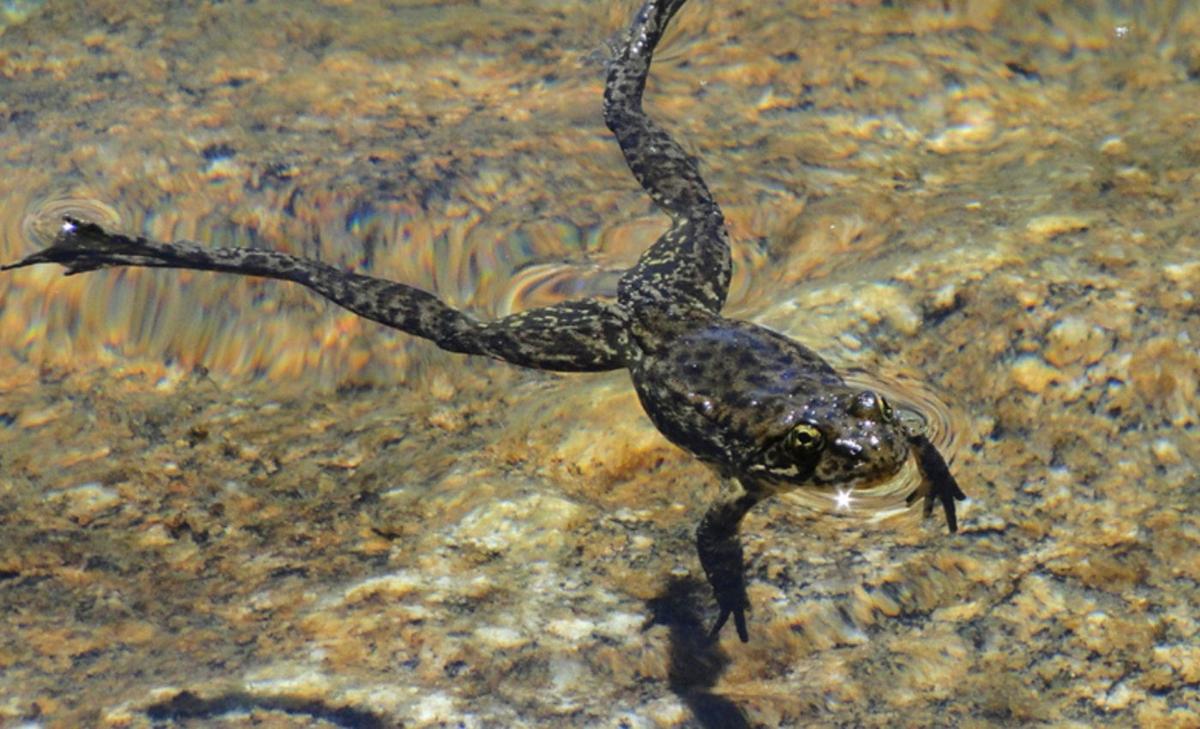 Sierra Nevada yellow-legged frogs reintroduced in landmark event