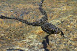 2025/08/Sierra-nevada-frog.jpg