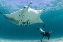 2025/08/giant-sea-creature-florida-mobula-yarae.jpg