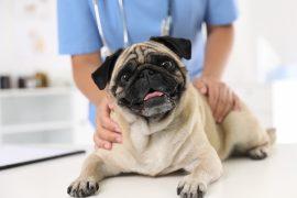 2025/08/Dog-disease-patterns.jpg