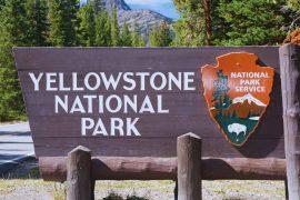2025/08/wolves-return-yellowstone-aspen-revival.jpg