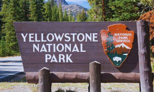 2025/08/wolves-return-yellowstone-aspen-revival.jpg