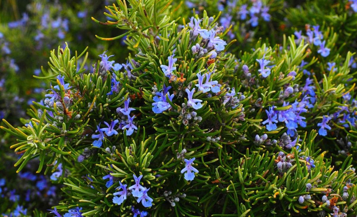 How rosemary supports memory, eases anxiety, and fights Alzheimer's naturally