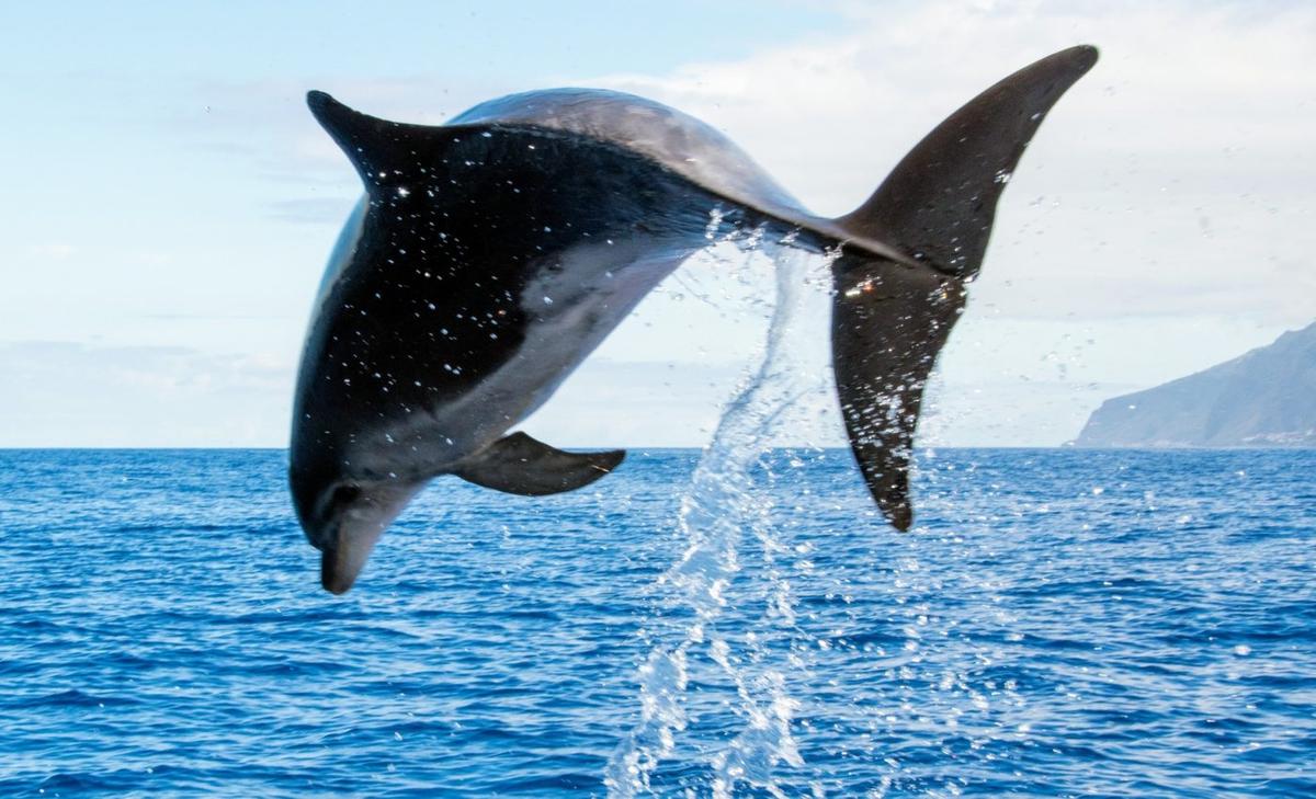 Whales and dolphins seek each other out to play