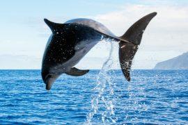 2025/08/Whales-dolphins-play.jpg