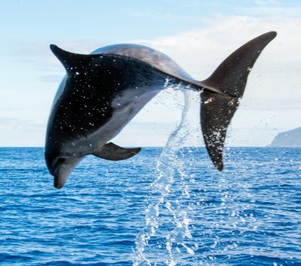 2025/08/Whales-dolphins-play.jpg