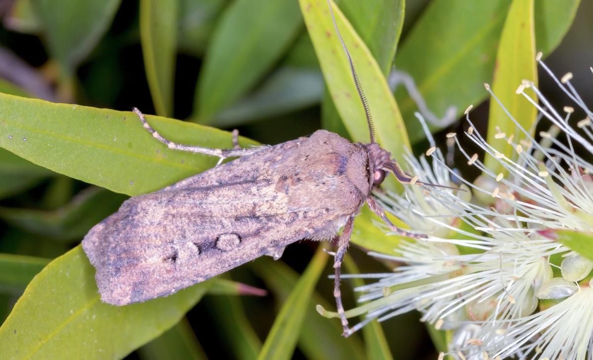 Bogong moths navigate using stars and magnetic fields