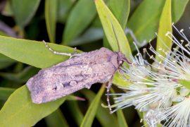 2025/08/Bugong-moths.jpg