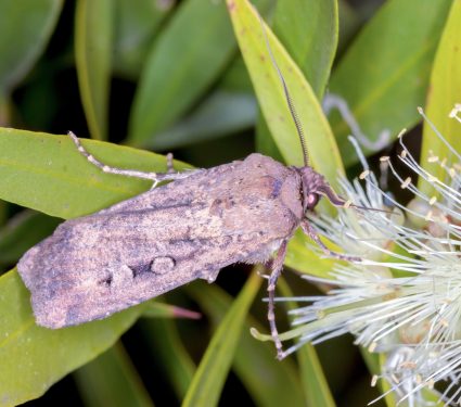 2025/08/Bugong-moths.jpg